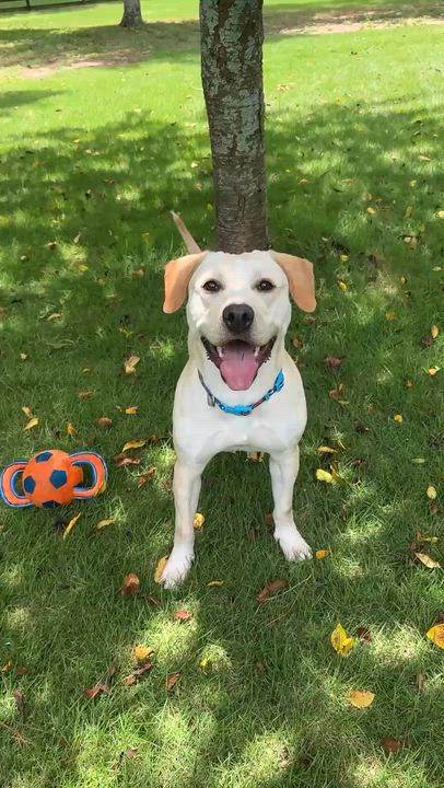 Enlarge Chelsea, an adopted mixed breed in Roswell, GA video 6/6