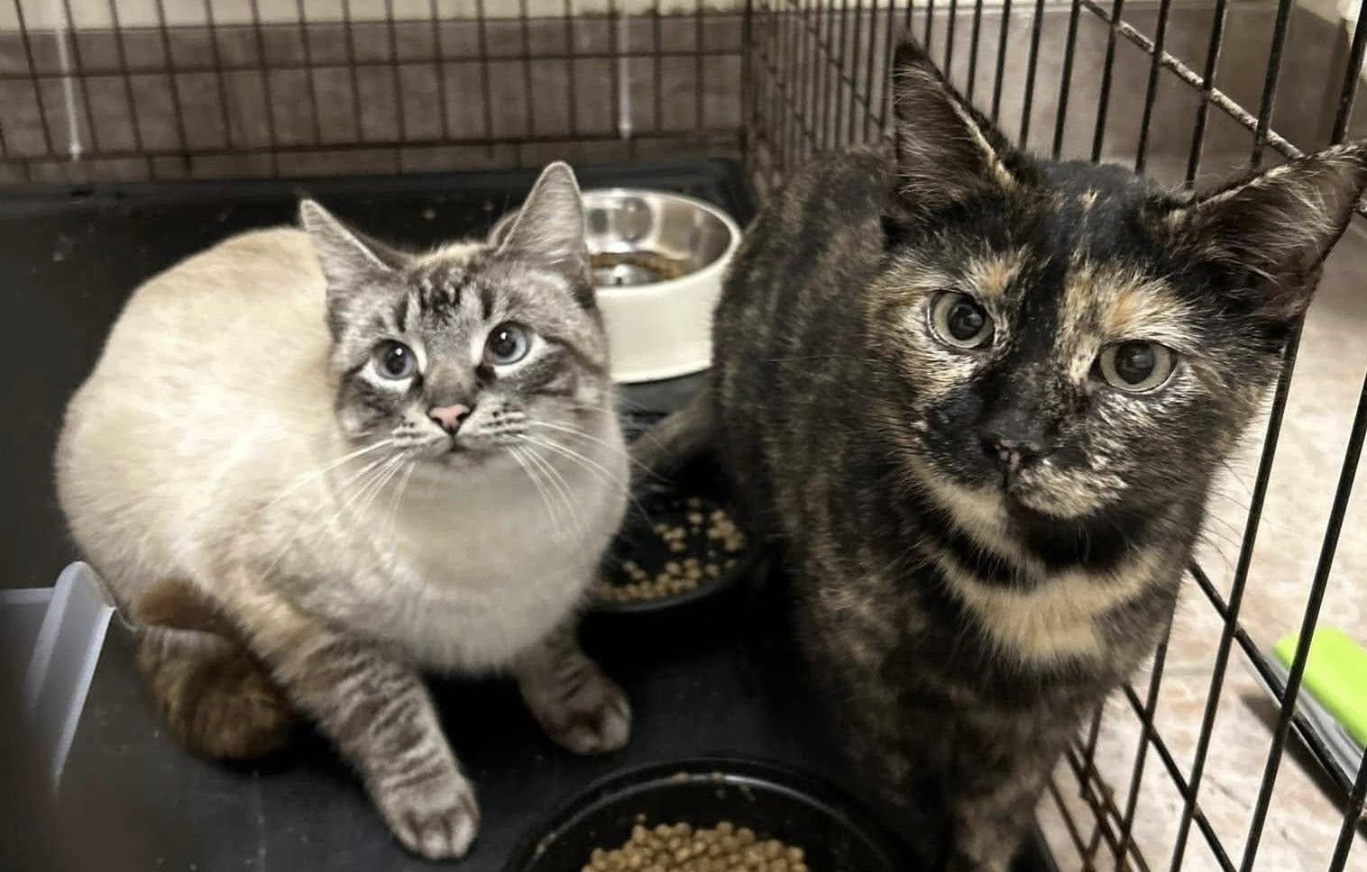 Enlarge Courtesy Posting Toby and Mama, a ADOPTABLE Siamese in Middletown, NJ image 1/1