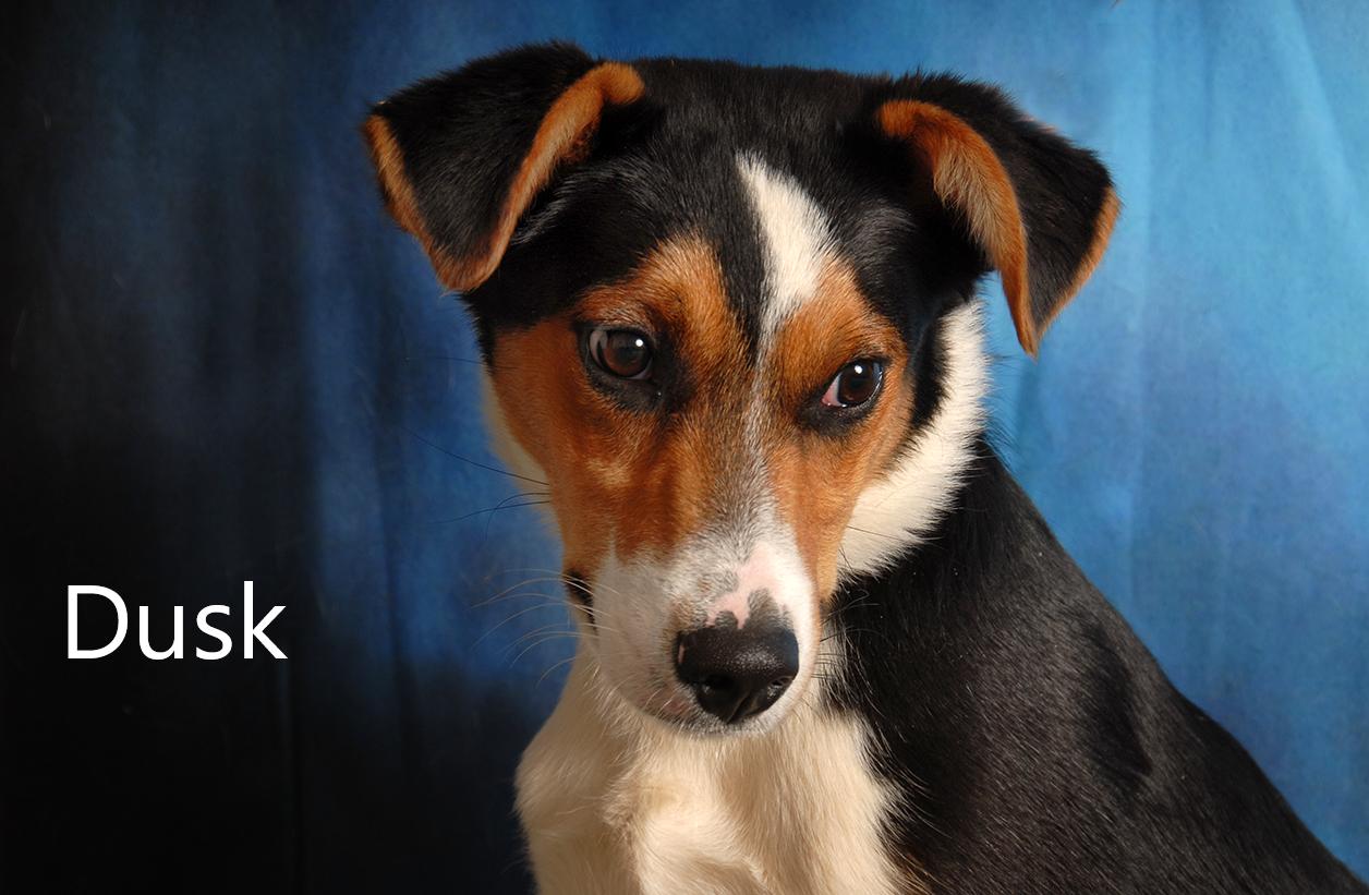 Enlarge Dusk, a ADOPTABLE mixed breed in Mount Vernon, OH image 3/3