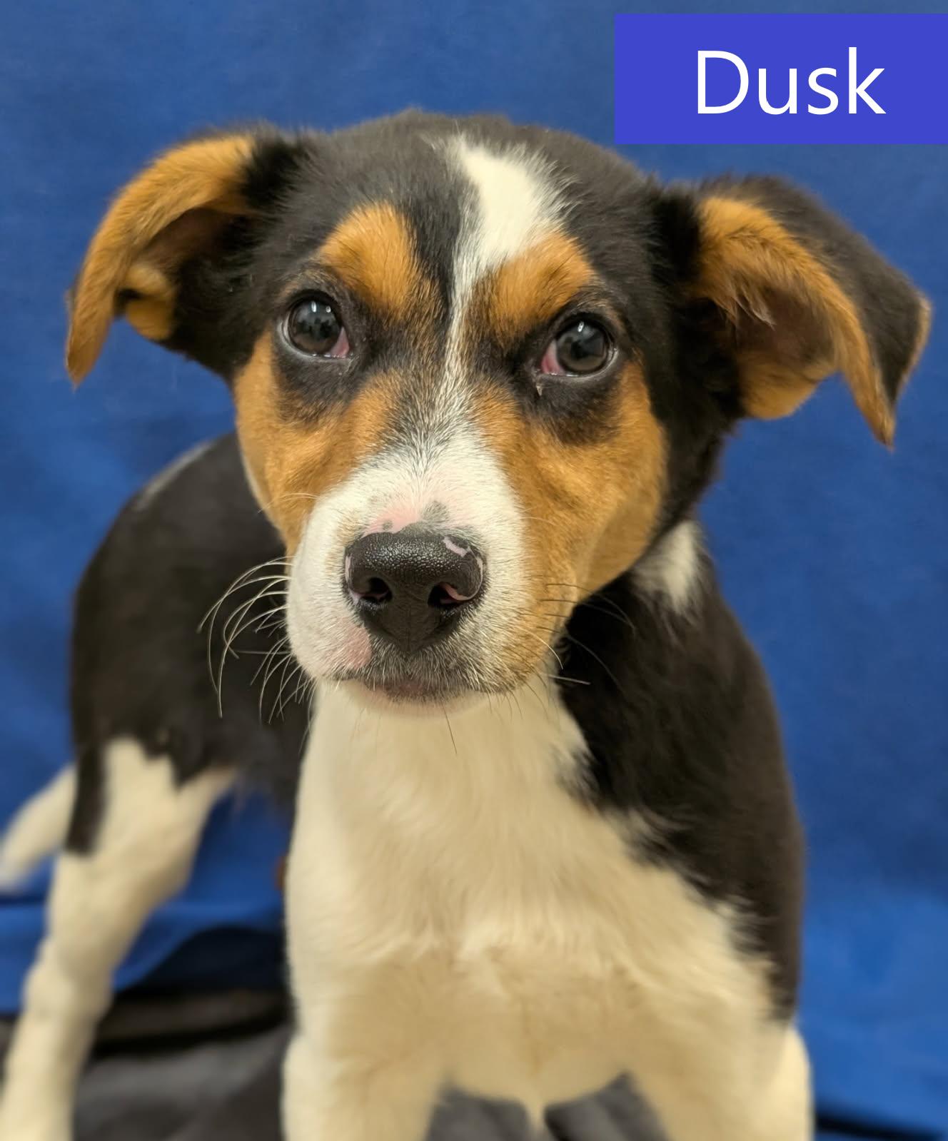 Enlarge Dusk, a ADOPTABLE mixed breed in Mount Vernon, OH image 1/3