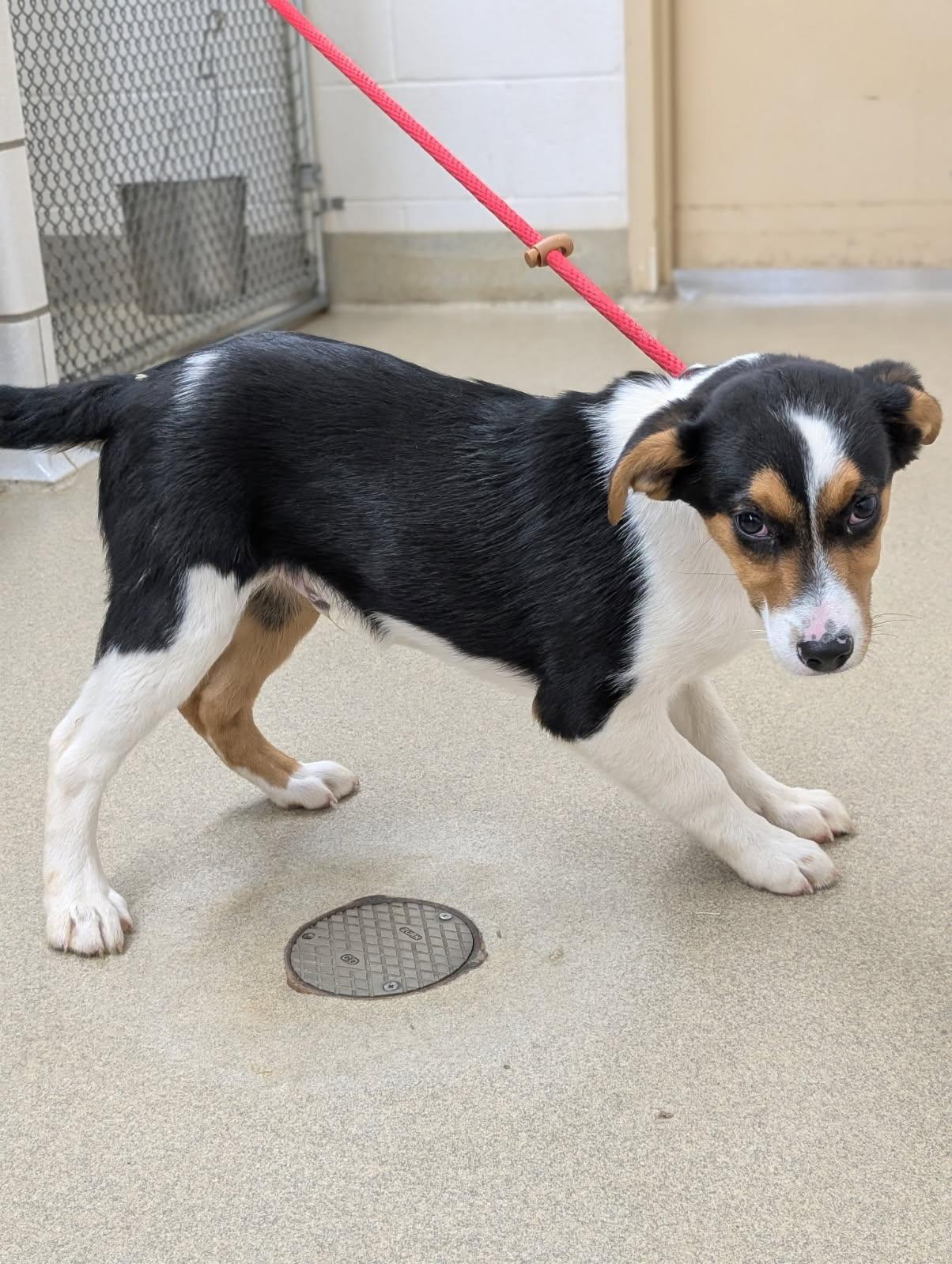 Enlarge Dusk, a ADOPTABLE mixed breed in Mount Vernon, OH image 2/3