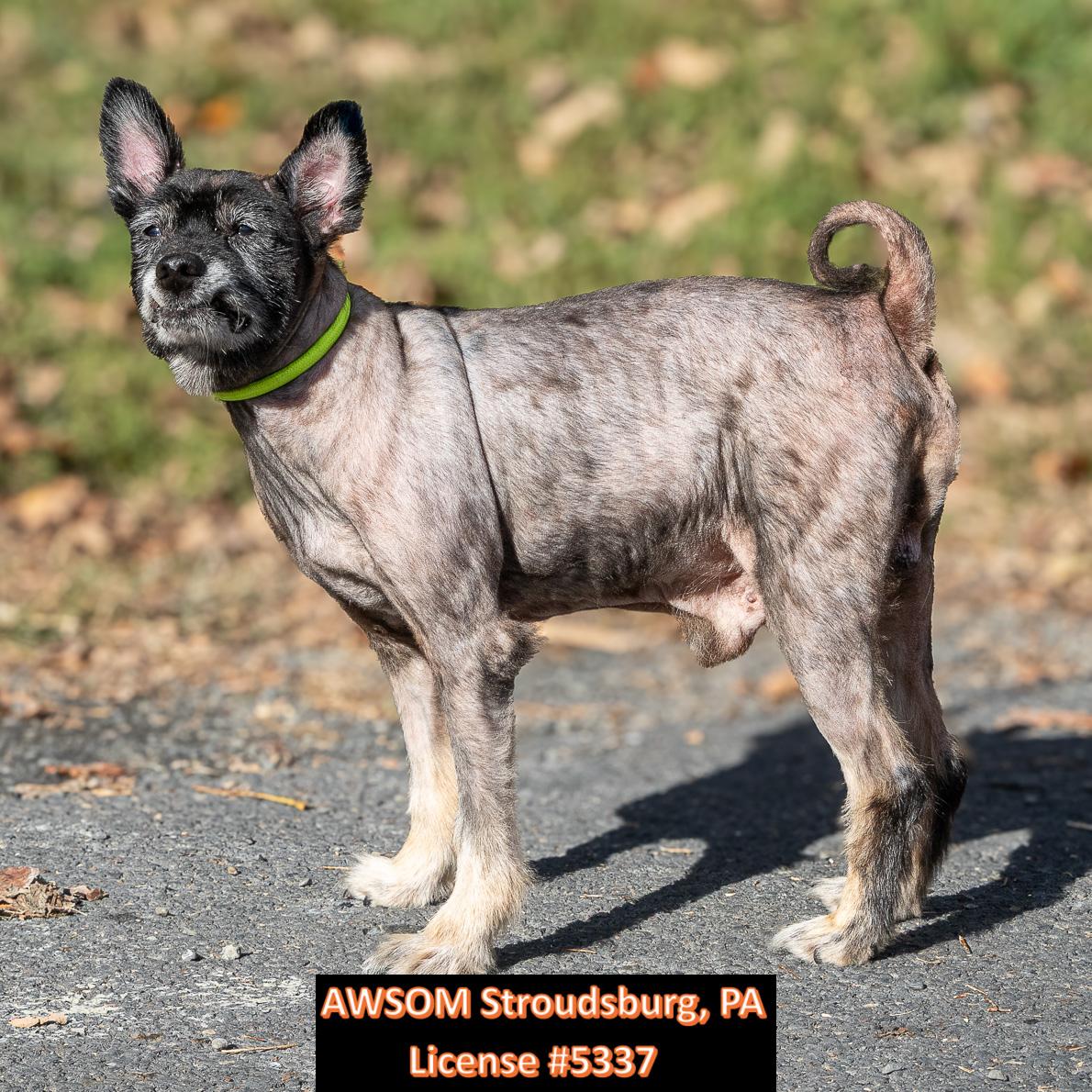 Enlarge Dobby, a Adoptable mixed breed in Stroudsburg, PA image 2/2