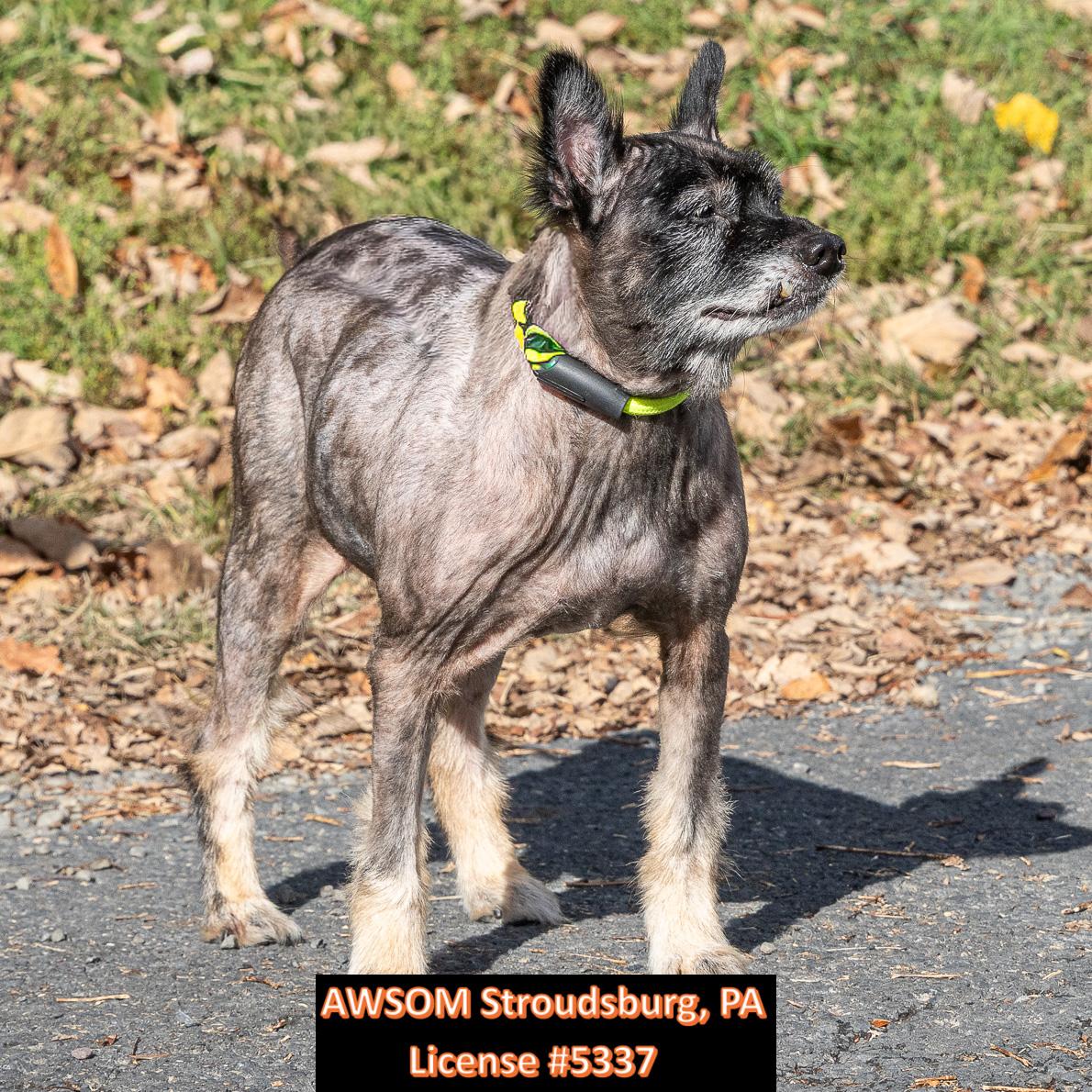 Enlarge Dobby, a Adoptable mixed breed in Stroudsburg, PA image 1/2