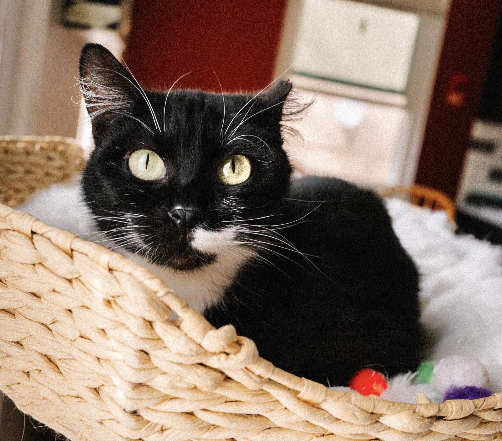 Enlarge Marshmallow, a Adoptable Domestic Short Hair in Shawnee, KS image 1/3