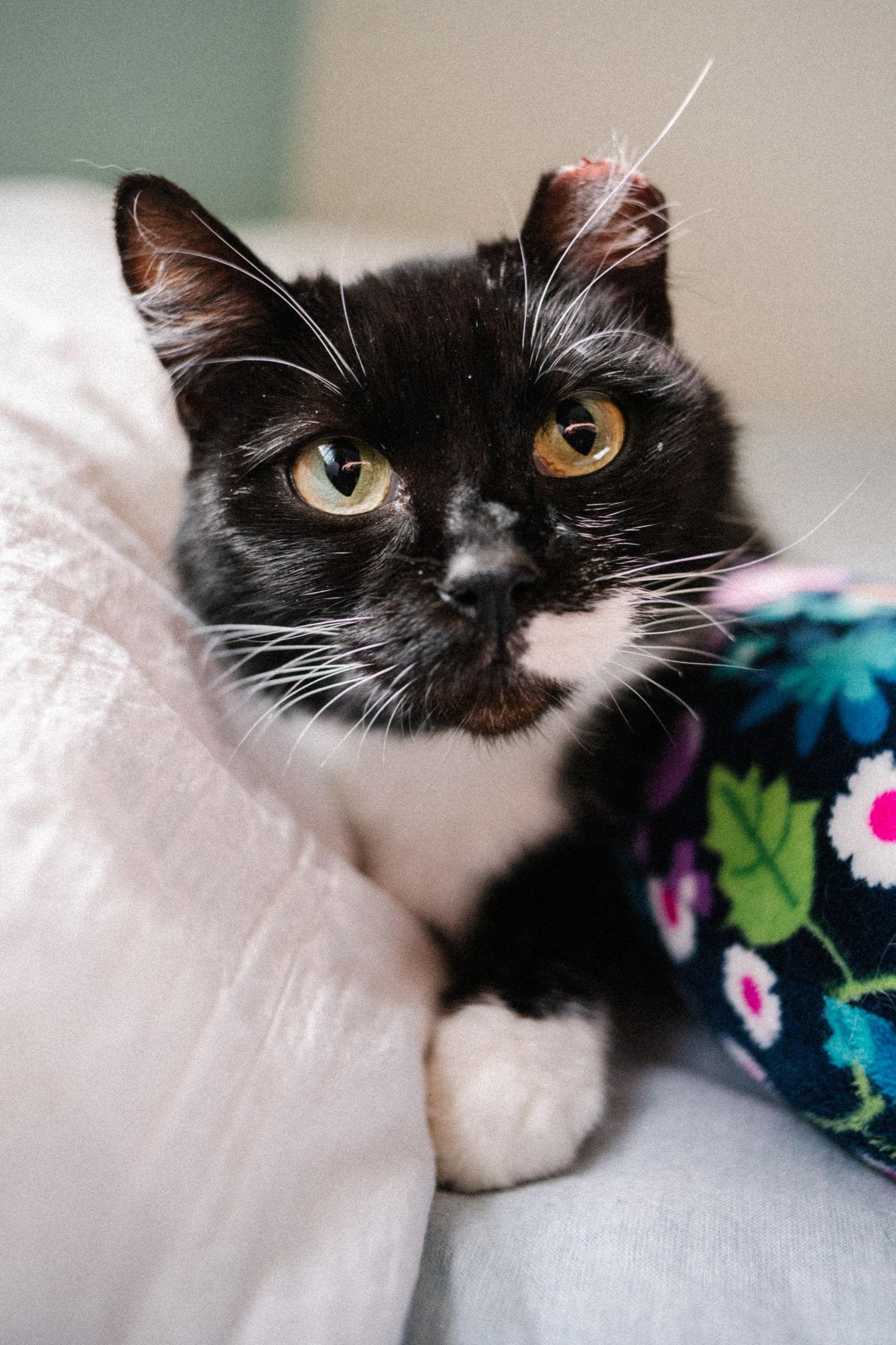 Enlarge Marshmallow, a Adoptable Domestic Short Hair in Shawnee, KS image 2/3