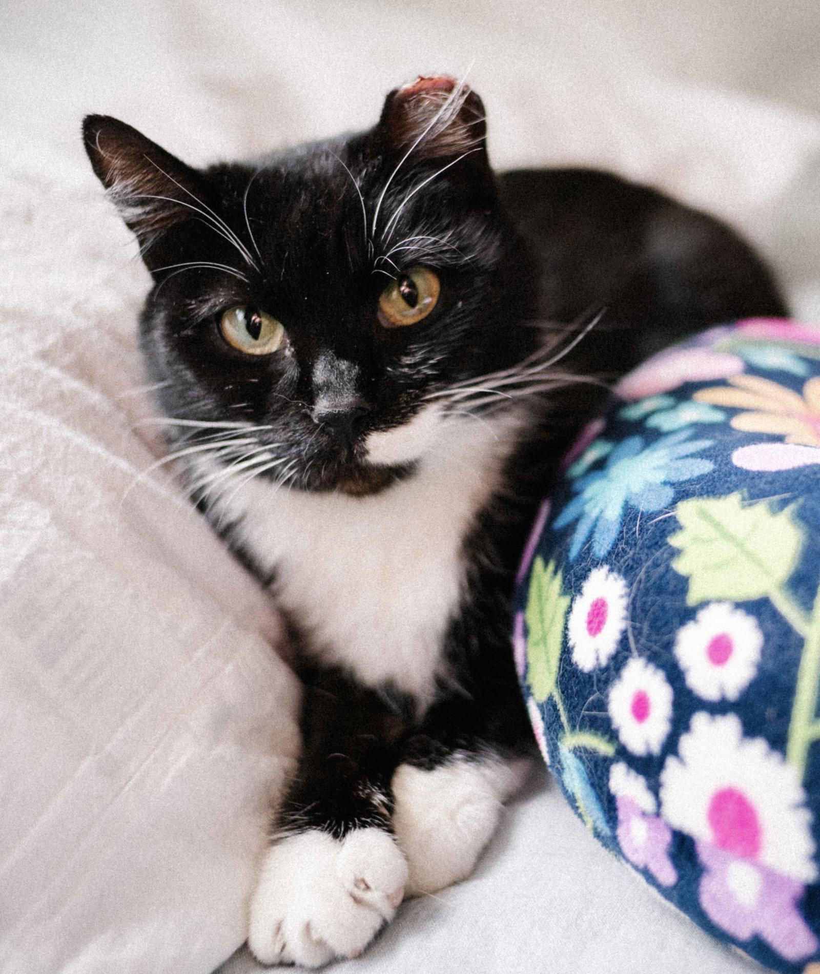 Enlarge Marshmallow, a Adoptable Domestic Short Hair in Shawnee, KS image 3/3