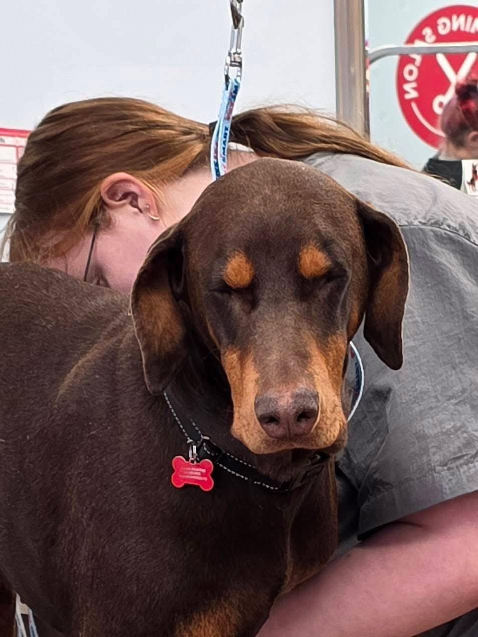 Enlarge Leo, a Adoptable Doberman Pinscher in Minneapolis, MN image 1/3