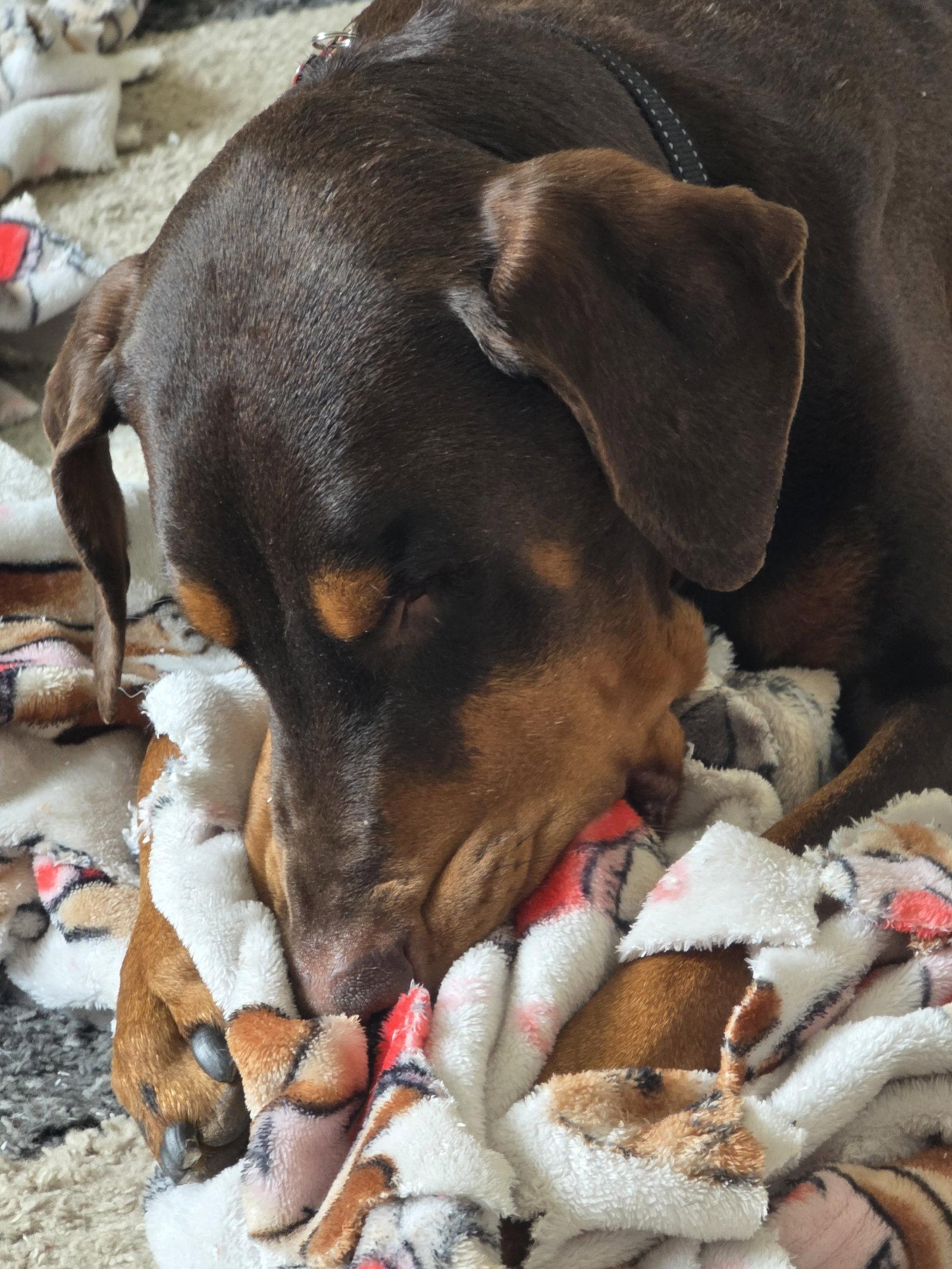 Leo, a Adoptable Doberman Pinscher in Minneapolis, MN image 1/3