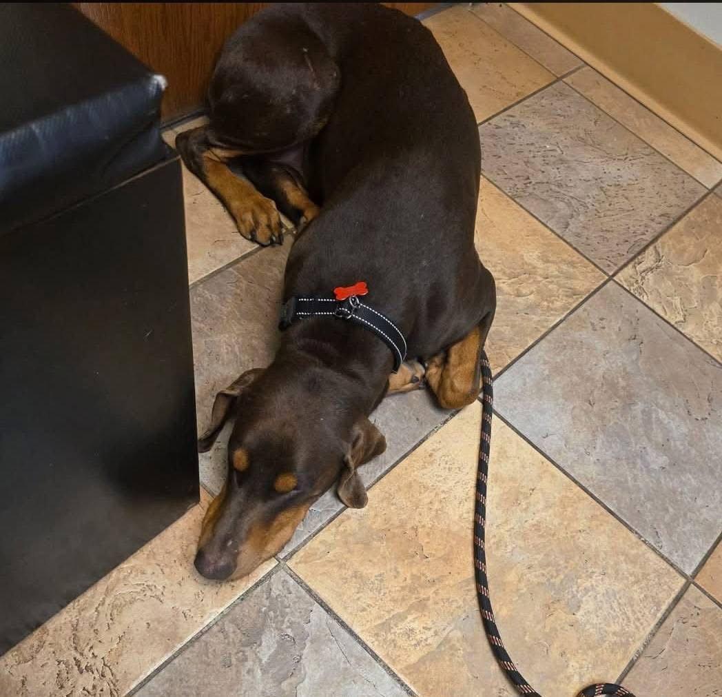 Enlarge Leo, a Adoptable Doberman Pinscher in Minneapolis, MN image 2/3