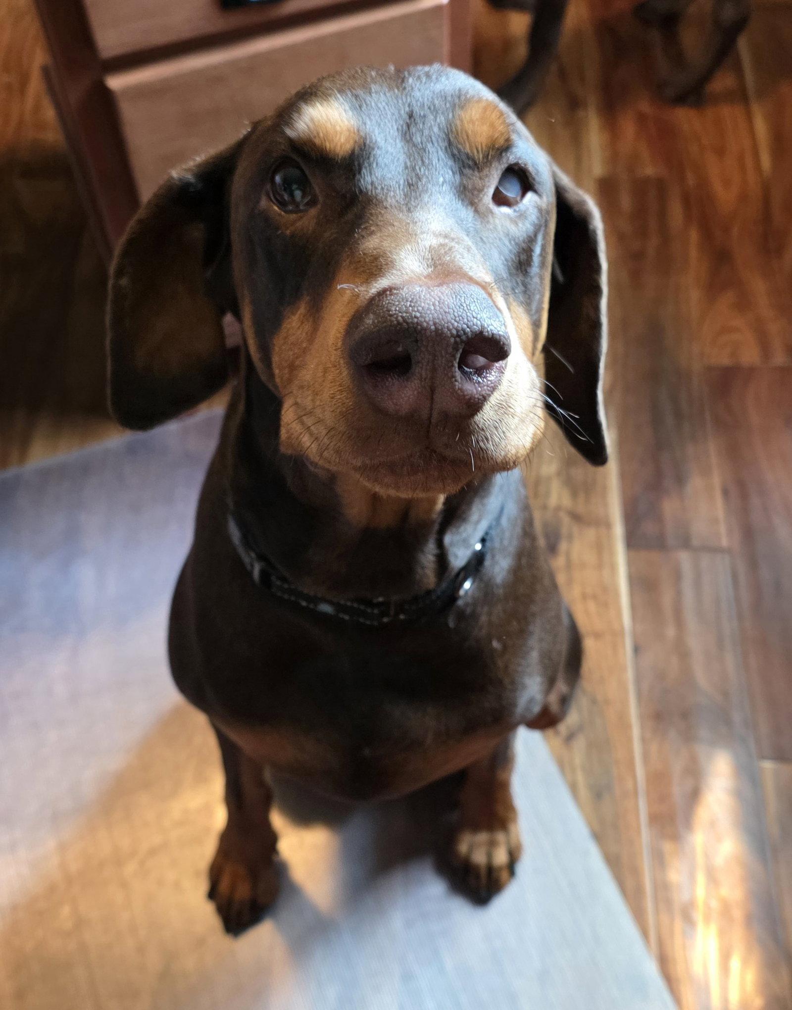 Leo, a Adoptable Doberman Pinscher in Minneapolis, MN image 2/3