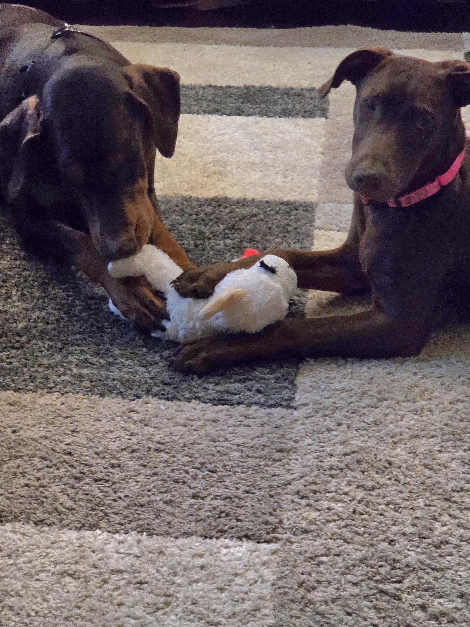 Leo, a Adoptable Doberman Pinscher in Minneapolis, MN image 3/3