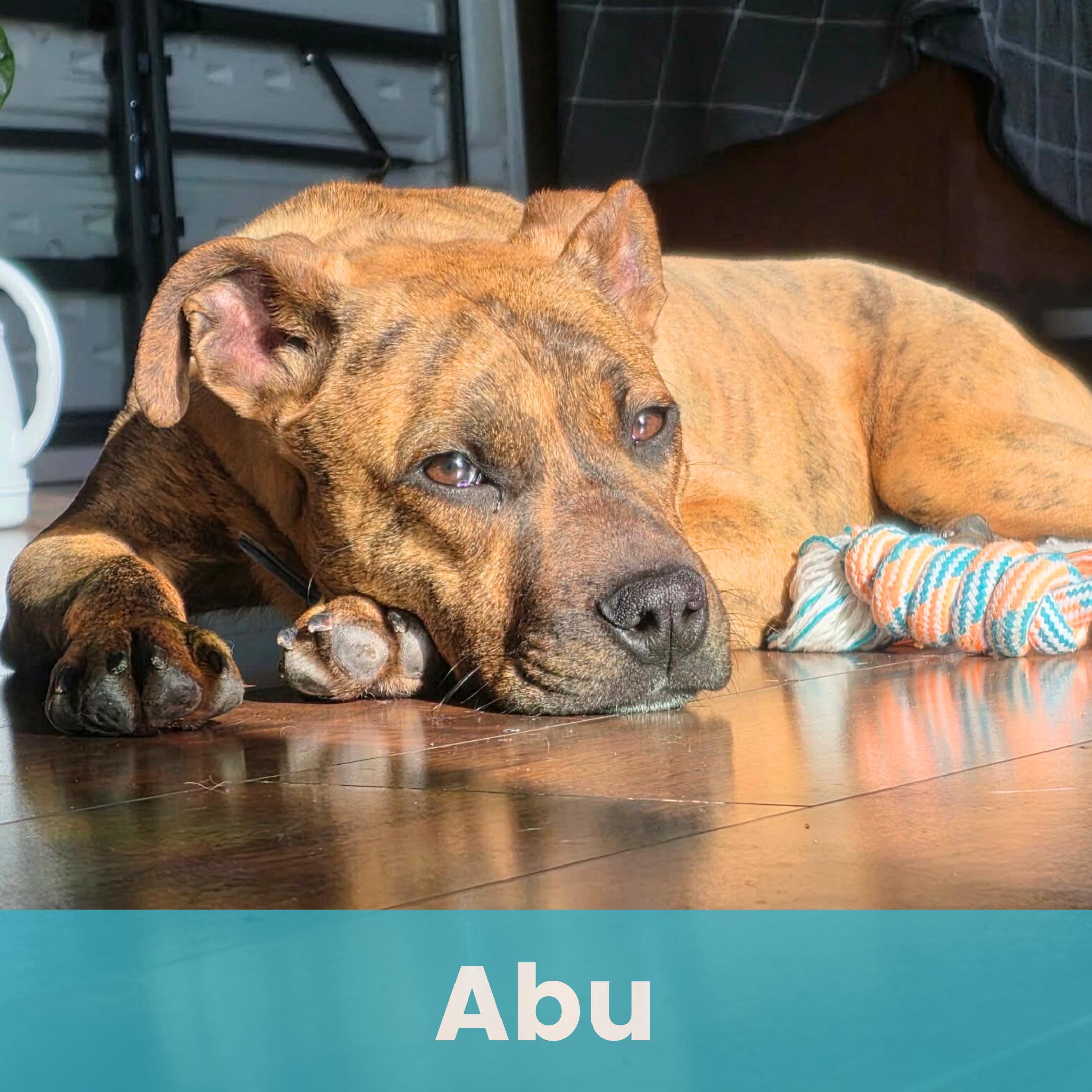 Abu, ADOPTABLE, Puppy Male Mixed Breed.