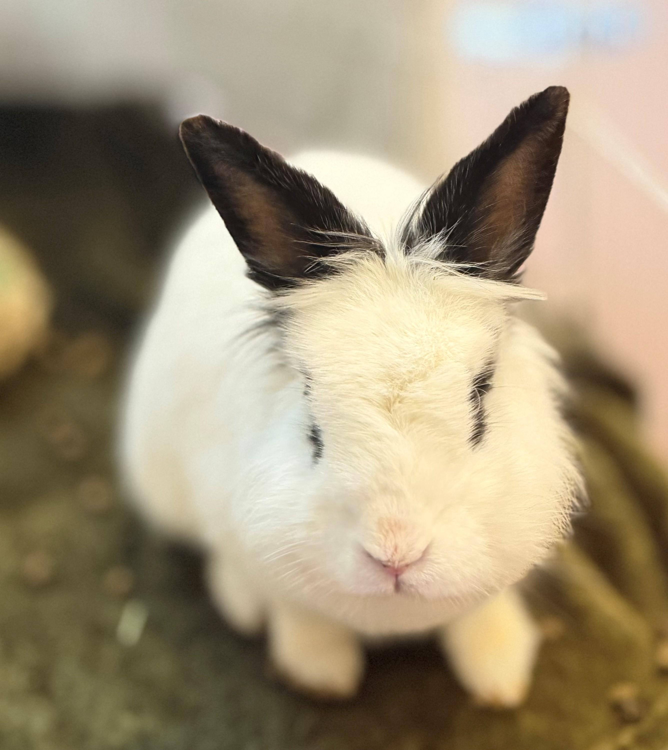 Enlarge Ines, a ADOPTABLE mixed breed in Hamilton, ON image 1/1