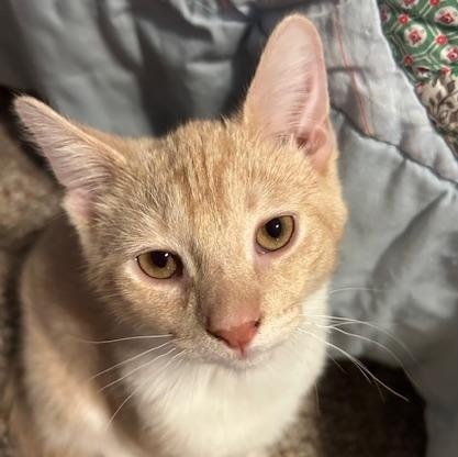 Paprika, an adopted Domestic Short Hair in Chambersburg, PA image 1/3