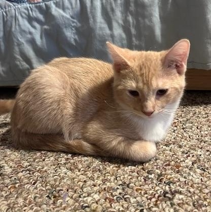 Paprika, an adopted Domestic Short Hair in Chambersburg, PA image 3/3