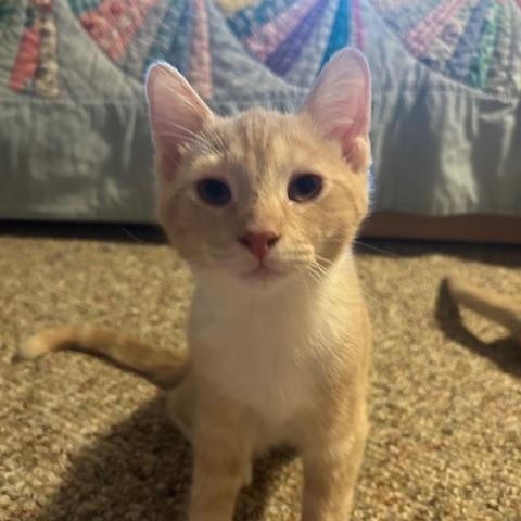 Paprika, an adopted Domestic Short Hair in Chambersburg, PA image 2/3