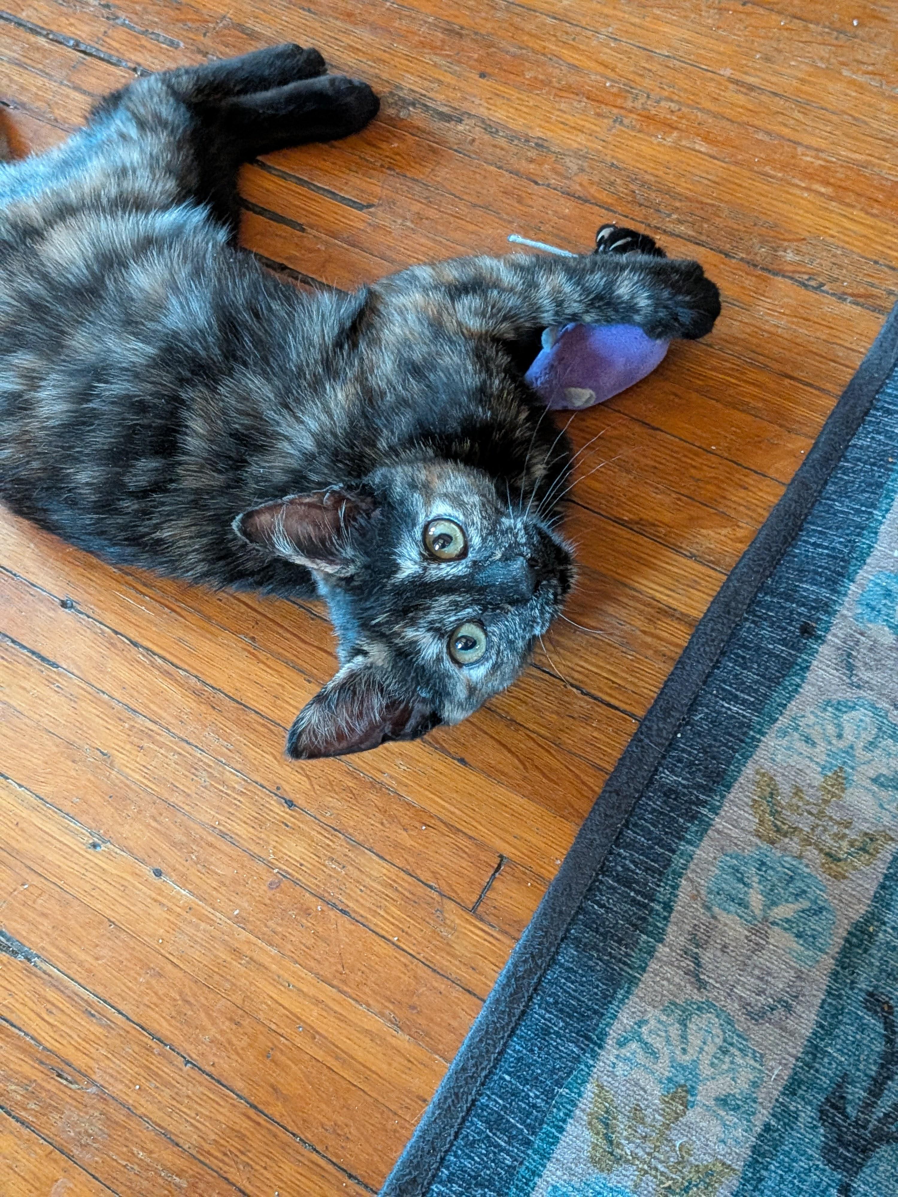 Tostado, an adopted Domestic Short Hair in Barrington Hills, IL image 2/4