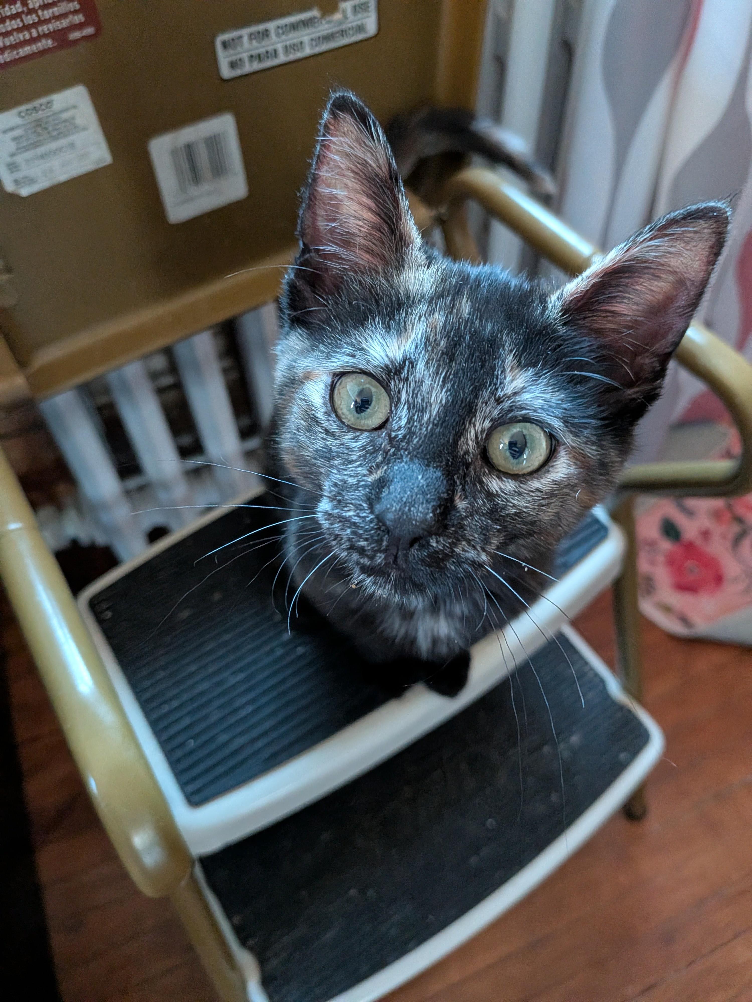 Tostado, an adopted Domestic Short Hair in Barrington Hills, IL image 3/4