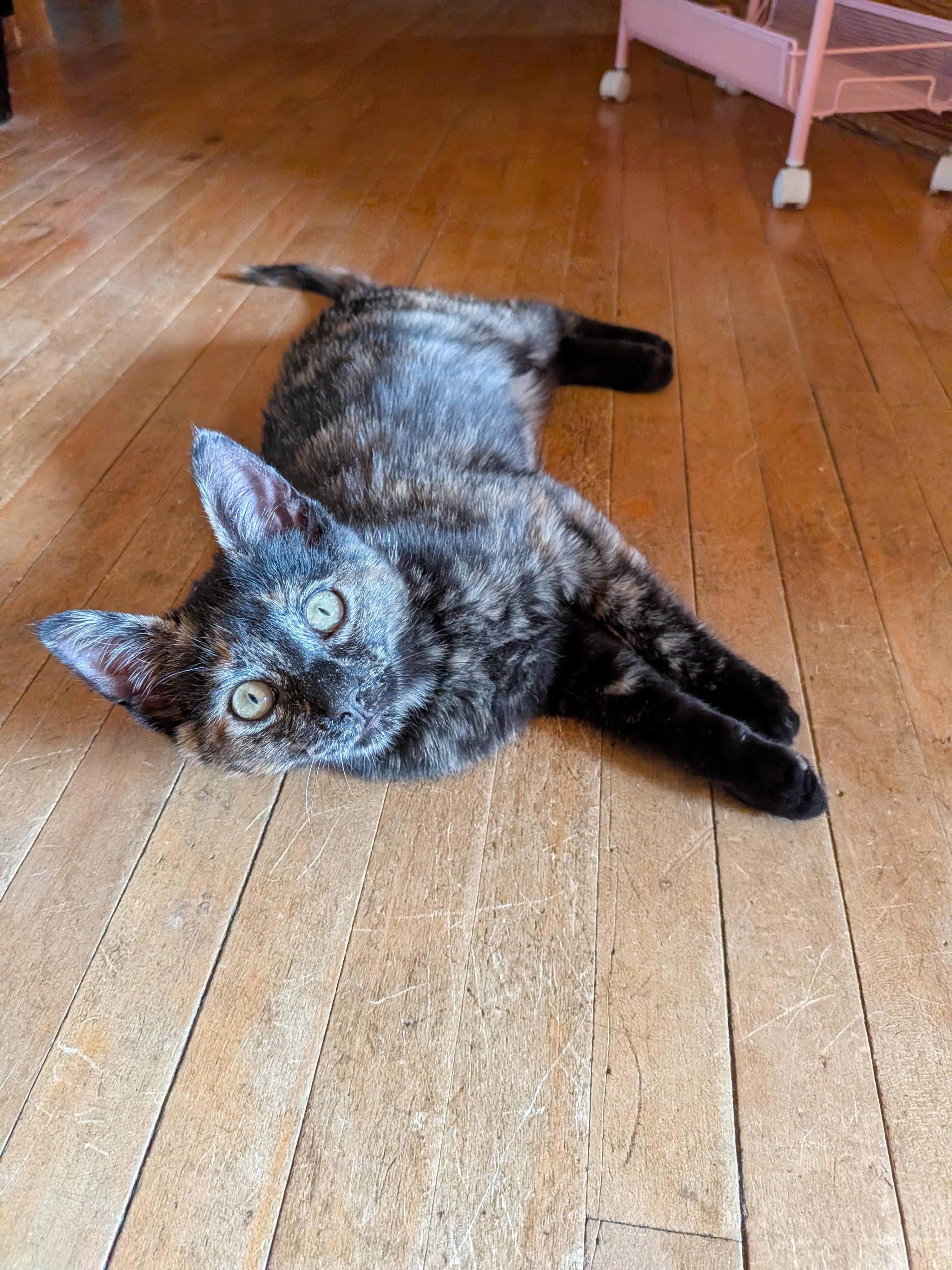 Tostado, an adopted Domestic Short Hair in Barrington Hills, IL image 4/4