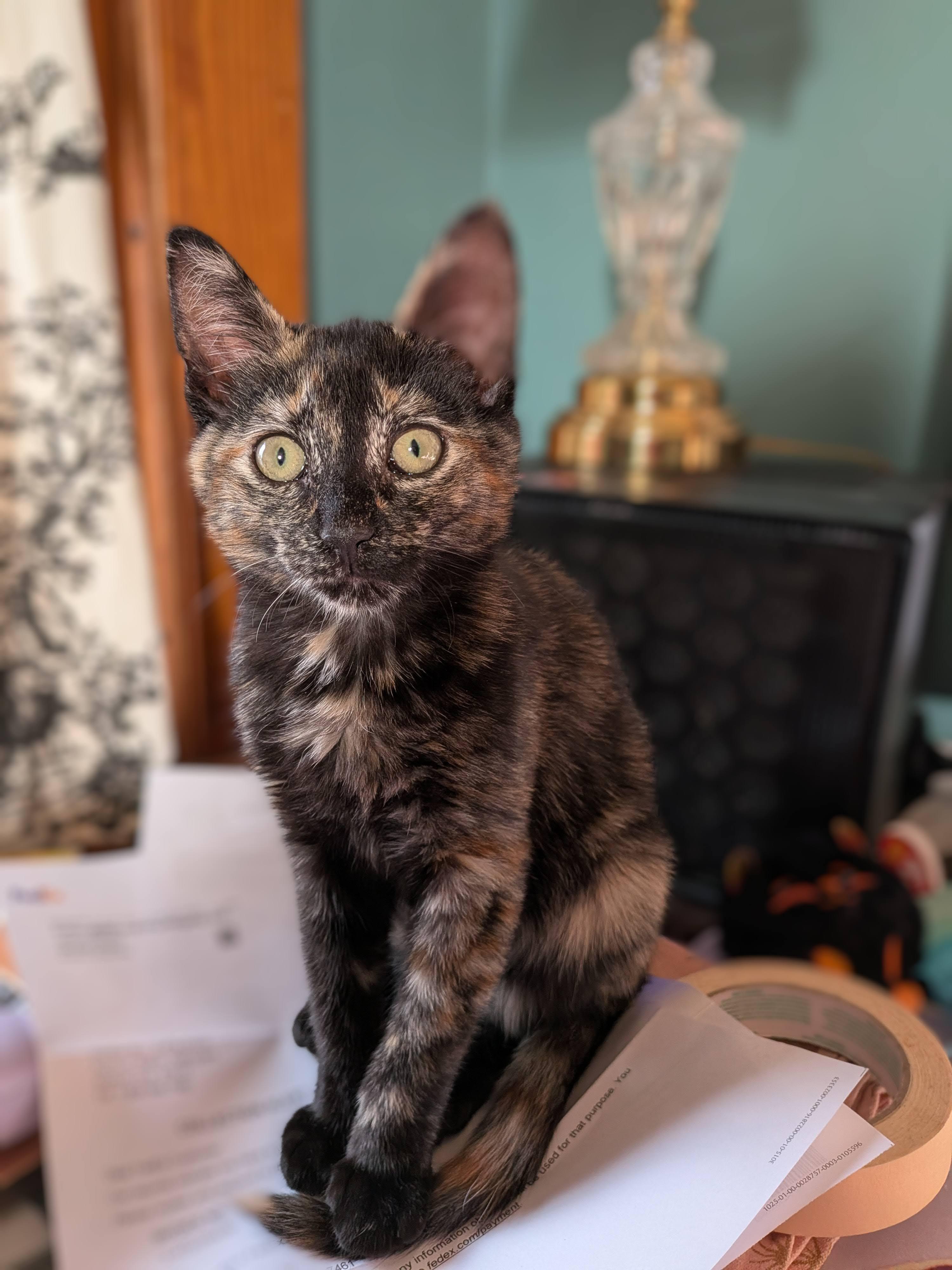 Tostado, an adopted Domestic Short Hair in Barrington Hills, IL image 1/4