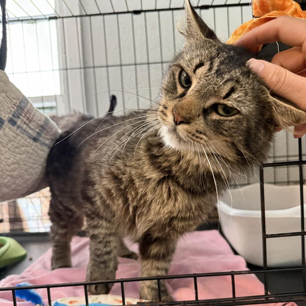 Fuzzy, Adoptable, Young Male Domestic Long Hair.