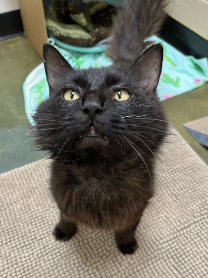 Artemis, Adoptable, Adult Male Domestic Long Hair & Domestic Short Hair.