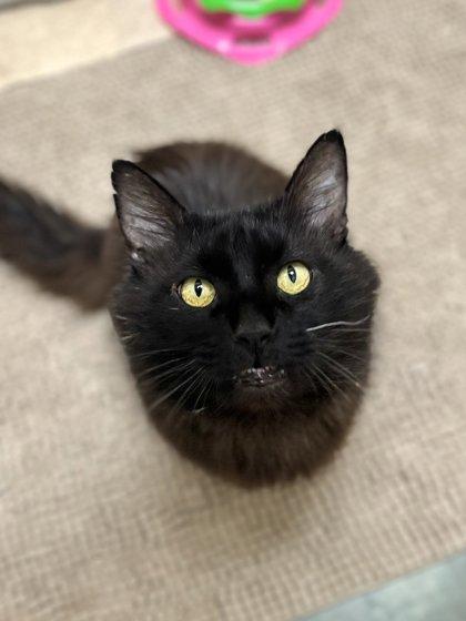 Enlarge Artemis, a Adoptable mixed breed in Memphis, TN image 2/3