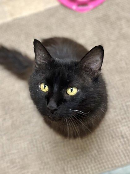 Enlarge Artemis, a Adoptable mixed breed in Memphis, TN image 3/3
