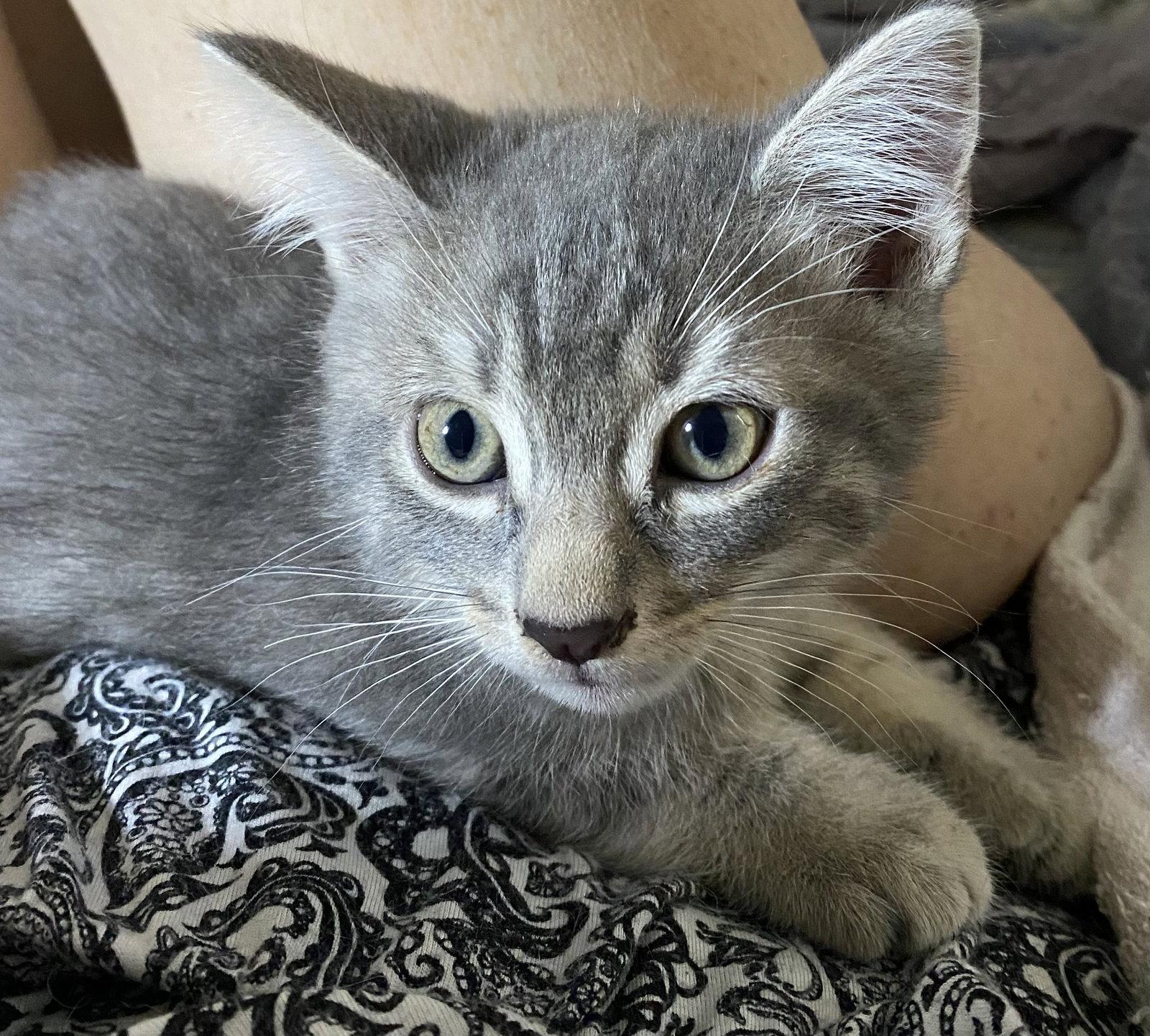 Enlarge Sienna, a Adopted Domestic Short Hair in Oviedo, FL image 1/1