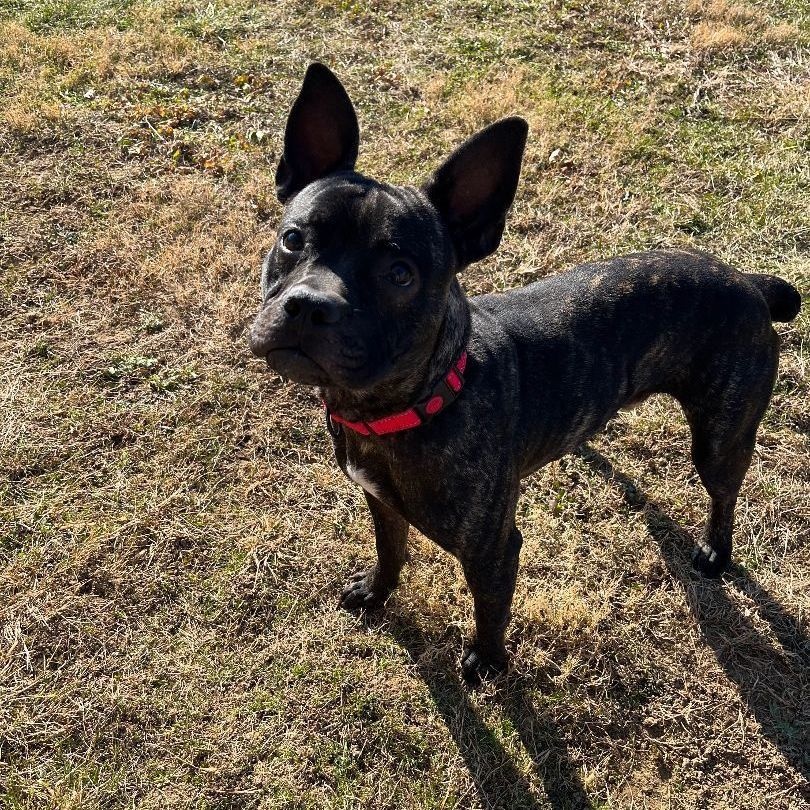 Enlarge Blue - 100% Sponsored Adoption, a Adoptable mixed breed in West Jefferson, OH image 5/6