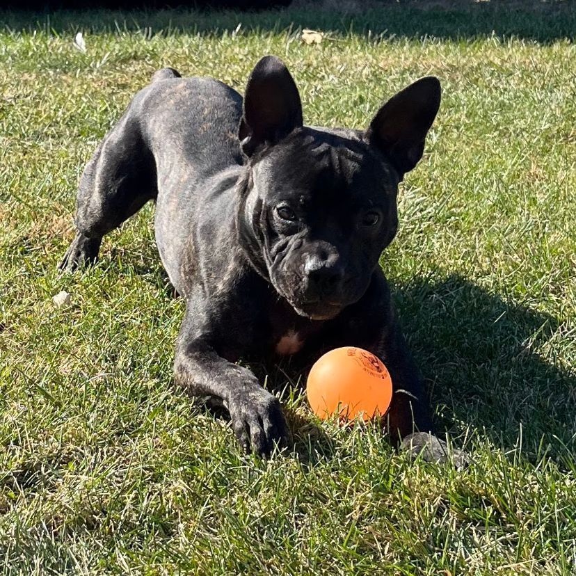Wrecking Ball, Adoptable, Adult Male Terrier.