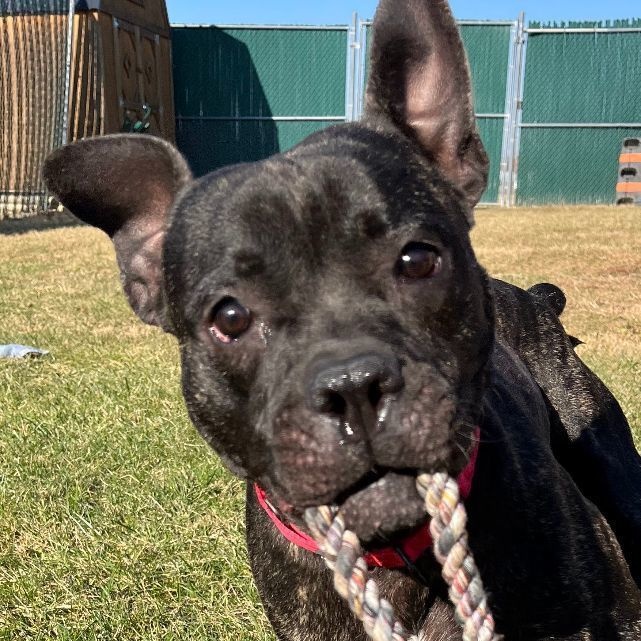 Enlarge Blue - 100% Sponsored Adoption, a Adoptable mixed breed in West Jefferson, OH image 6/6