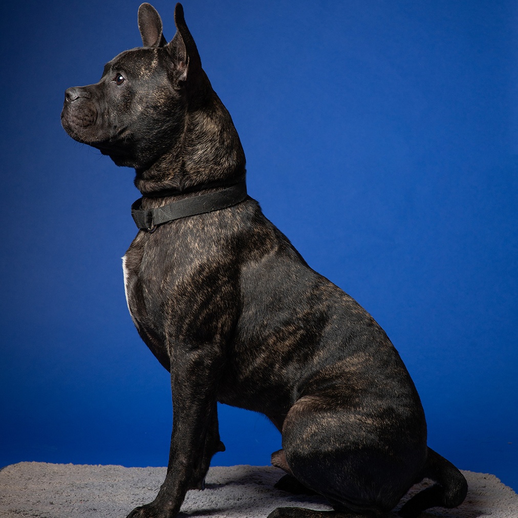 Enlarge Blue - 100% Sponsored Adoption, a Adoptable mixed breed in West Jefferson, OH image 4/6