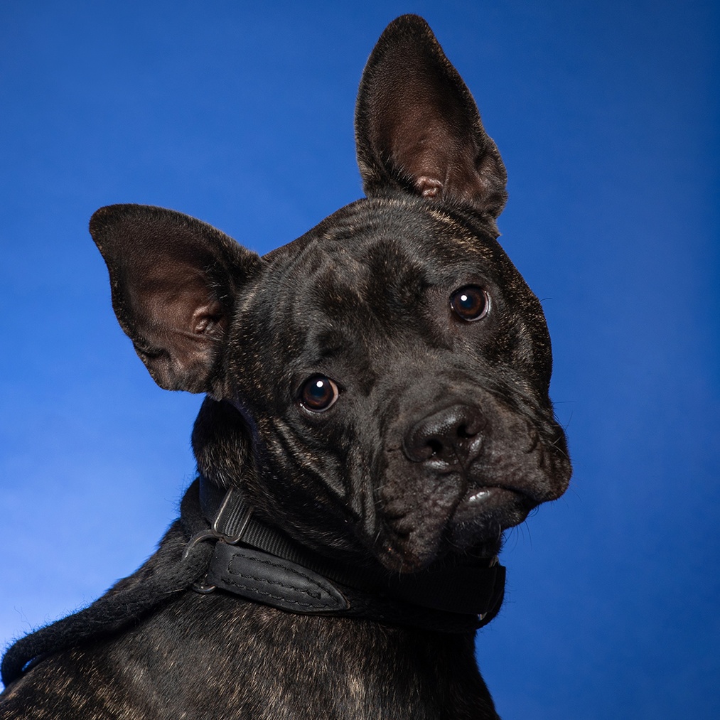 Enlarge Blue - 100% Sponsored Adoption, a Adoptable mixed breed in West Jefferson, OH image 3/6