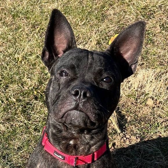 Enlarge Blue - 100% Sponsored Adoption, a Adoptable mixed breed in West Jefferson, OH image 1/6