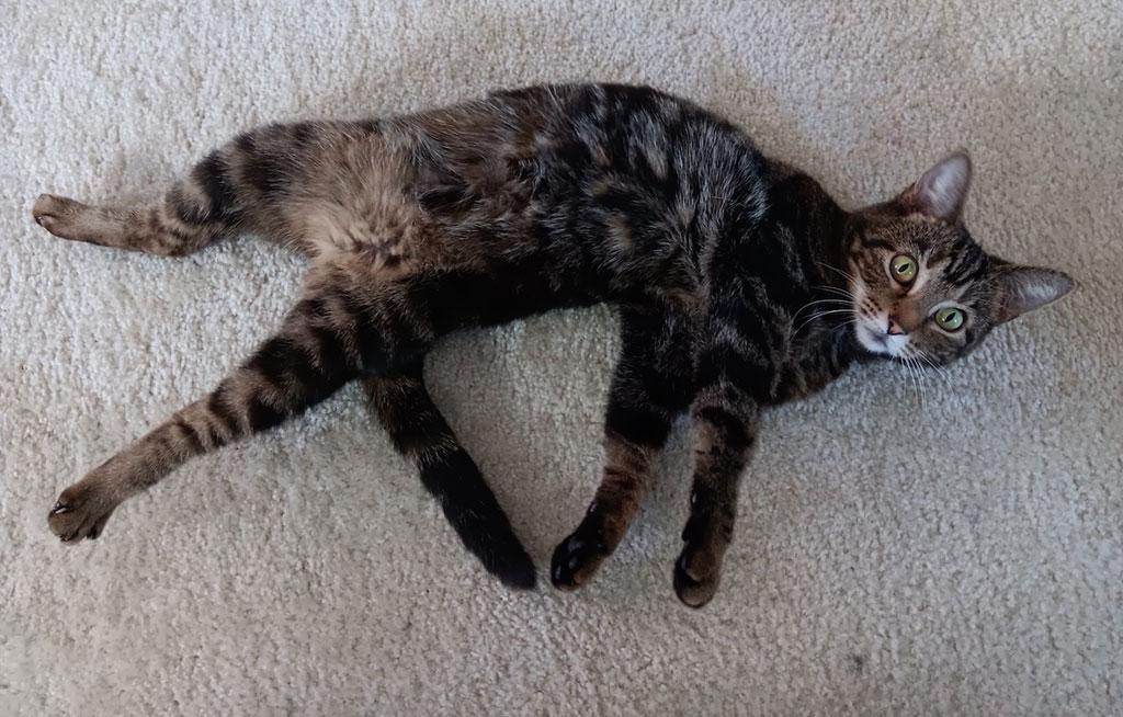 Enlarge Mischief, a ADOPTABLE Domestic Short Hair in Bowie, MD image 4/5