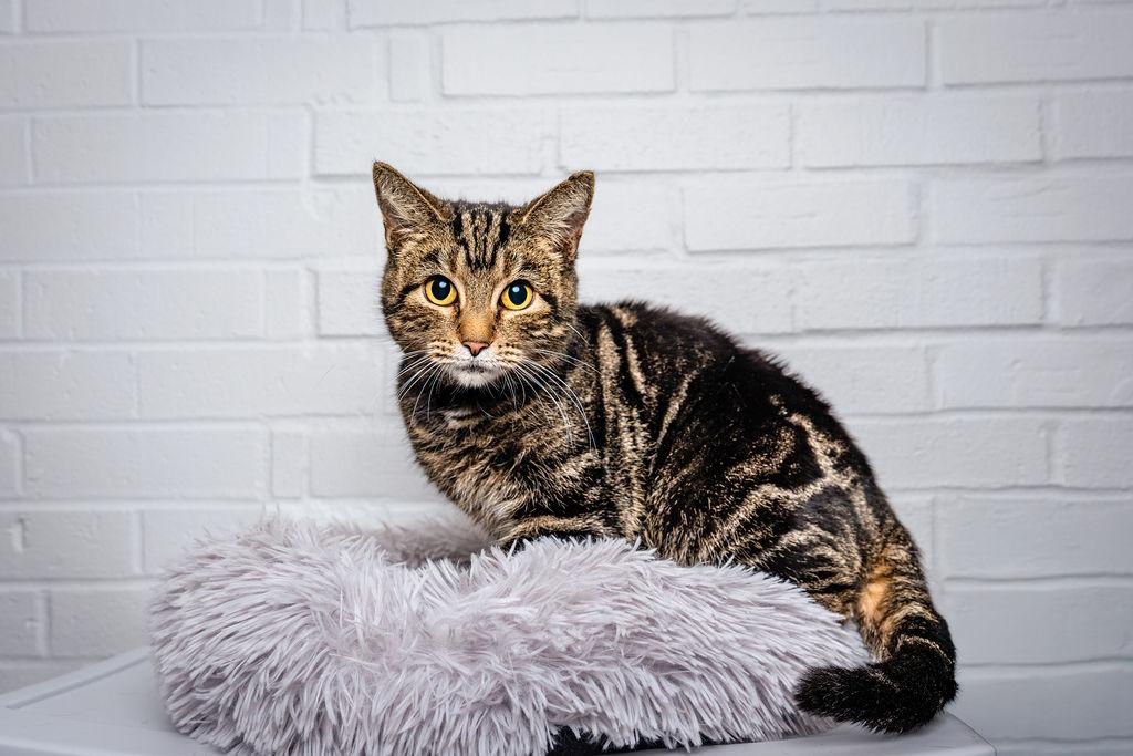 Mischief, ADOPTABLE, Adult Female Domestic Short Hair.