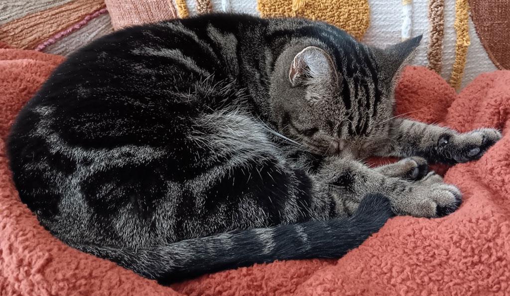 Enlarge Mischief, a ADOPTABLE Domestic Short Hair in Bowie, MD image 3/5