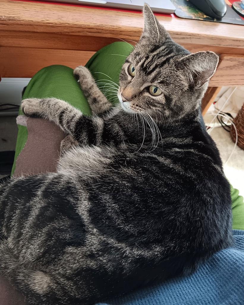 Enlarge Mischief, a ADOPTABLE Domestic Short Hair in Bowie, MD image 2/5