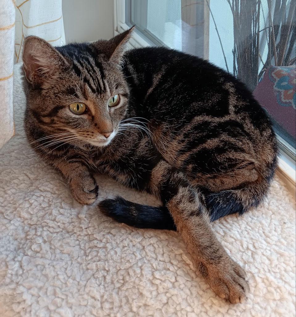 Enlarge Mischief, a ADOPTABLE Domestic Short Hair in Bowie, MD image 5/5