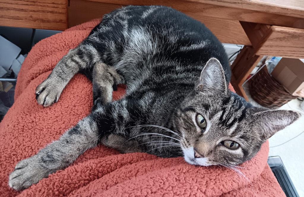 Enlarge Mischief, a ADOPTABLE Domestic Short Hair in Bowie, MD image 1/5