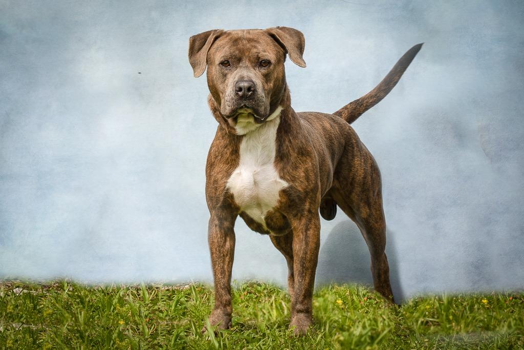 Major, Adoptable, Senior Male Pit Bull Terrier.