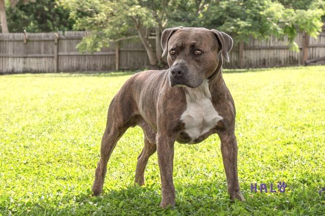 Enlarge Major, a Adoptable Pit Bull Terrier in Sebastian, FL image 2/6