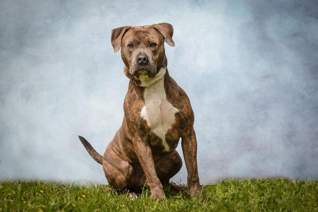 Enlarge Major, a Adoptable Pit Bull Terrier in Sebastian, FL image 4/6
