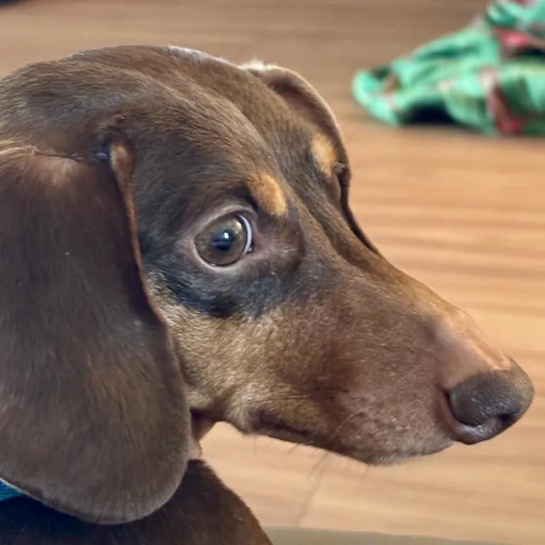 Enlarge Sadie, a ADOPTABLE Dachshund in Port Charlotte, FL image 4/4