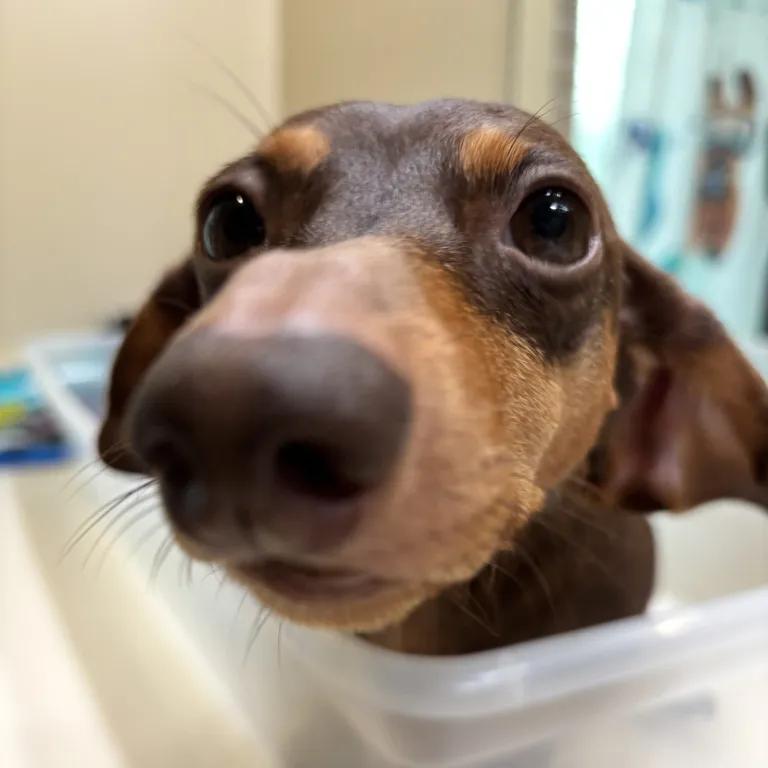 Enlarge Sadie, a ADOPTABLE Dachshund in Port Charlotte, FL image 3/4