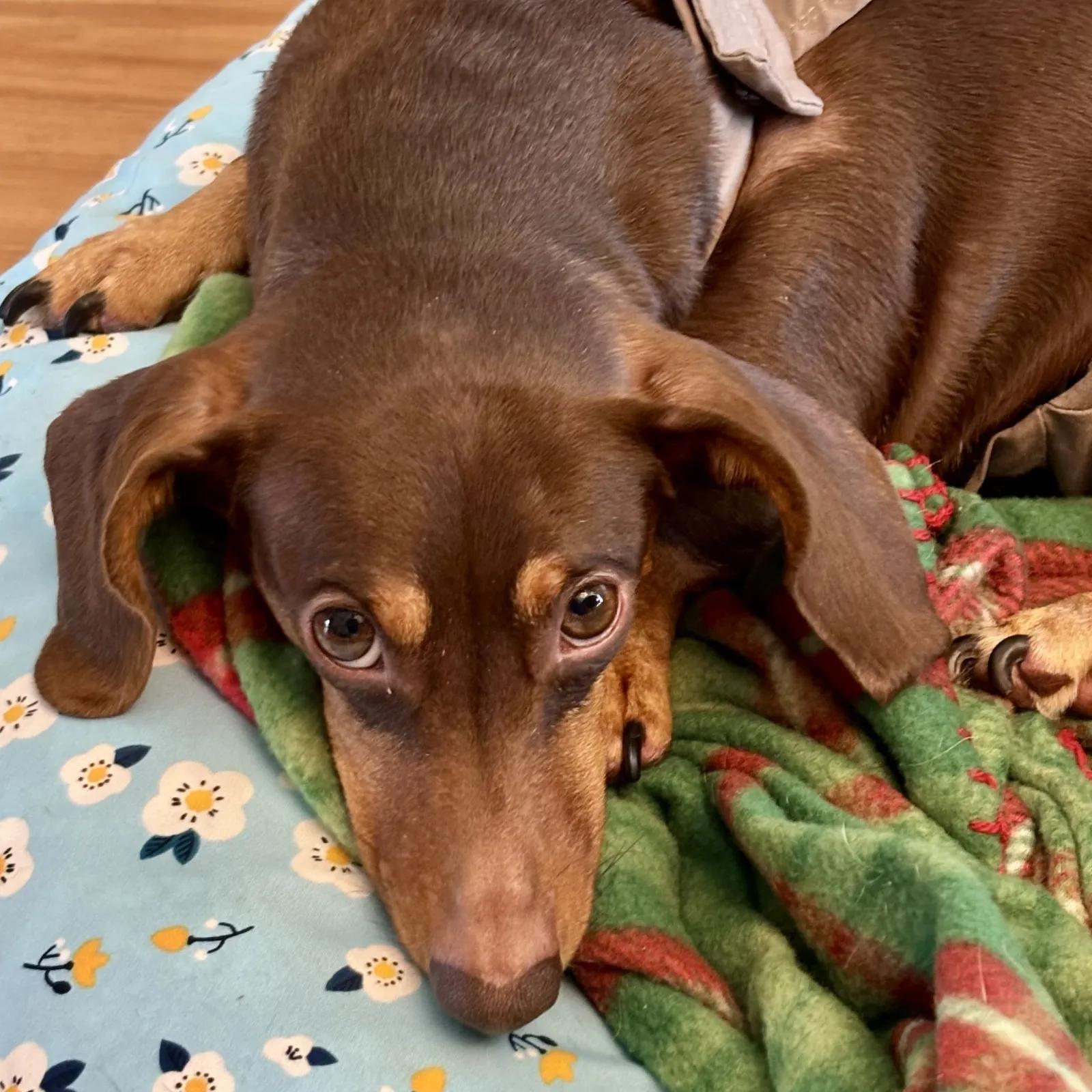 Enlarge Sadie, a ADOPTABLE Dachshund in Port Charlotte, FL image 1/4