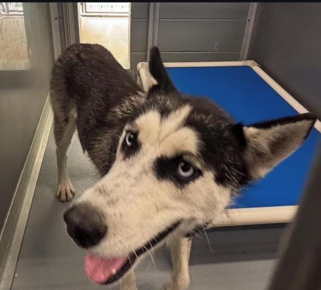 SUZIE, Adoptable, Adult Female Husky.