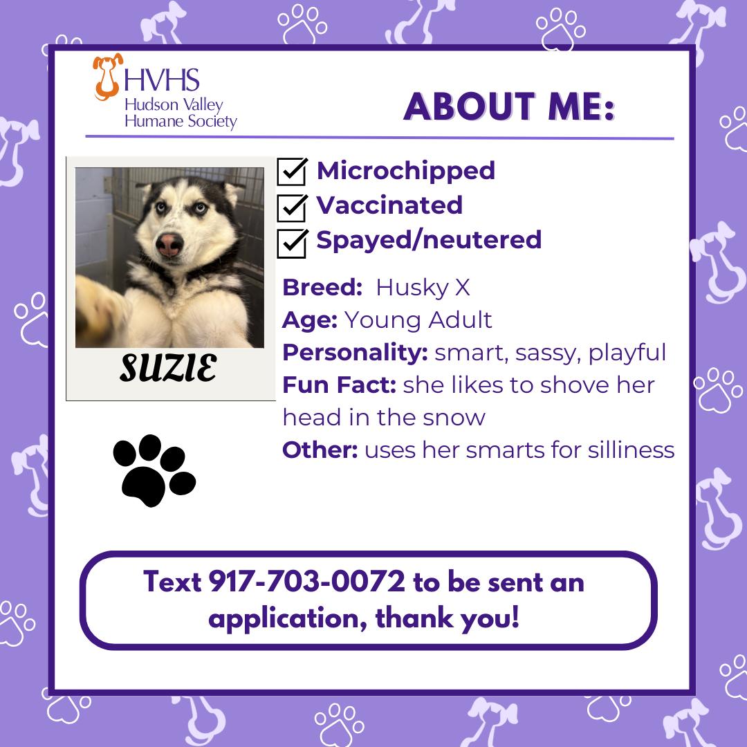 Enlarge SUZIE, a Adoptable mixed breed in Pomona, NY image 2/2