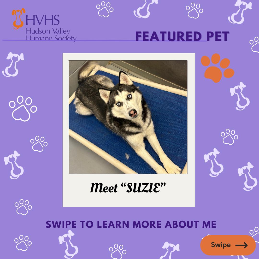 Enlarge SUZIE, a Adoptable mixed breed in Pomona, NY image 1/2